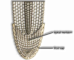 Meristematic Phase