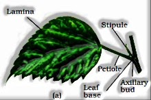 The Leaf: Morphology of Flowering Plants