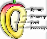 Morphology of Flowering Plants: the fruit