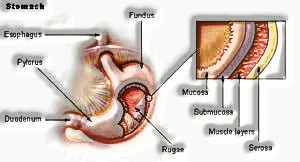 Digestive System Parts: stomach