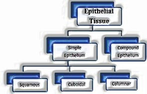 Epithelial Tissue