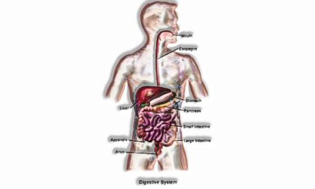 Human Digestive System: Digestion and Absorption Class 11 