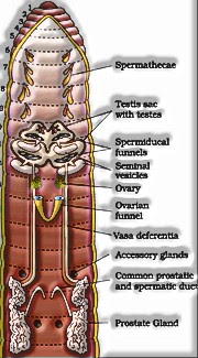 Structural Organization in Animals