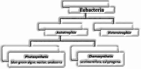 Eubacteria