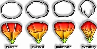 Morphology of Flowering Plants