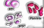 RBC, Platelets, WBC: Structural Organization in Animals