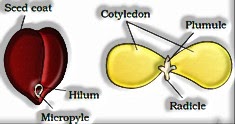 Morphology of Flowering Plants