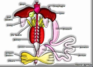 Structural Organization in Animals