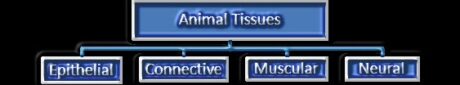 Animal Tissues