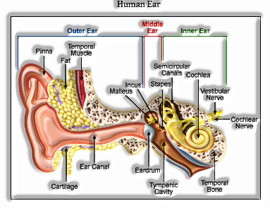 Neural Control and Coordination: Human ear
