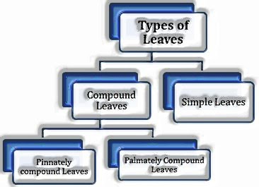 Types of leaves