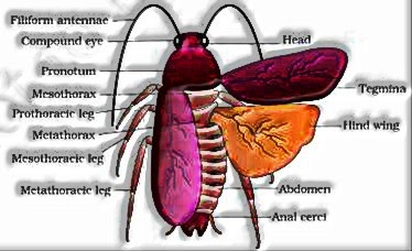 Cockroach: Structural Organization in Animals