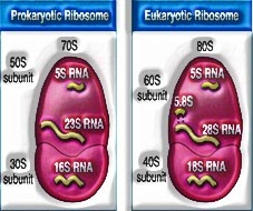 Ribosomes (Protein Factories) 