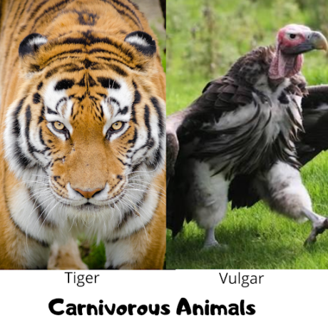 carnivorous animals
