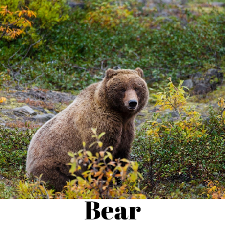 Food: Where Does It Come From?: bear
