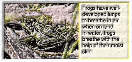 Frogs can breath both in air and water
