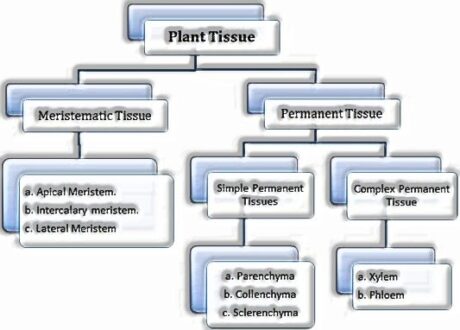 Anatomy of Flowering Plants: plants tissue