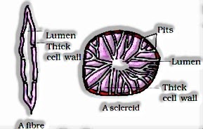 Sclerenchymas: Anatomy of Flowering Plants