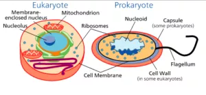 Cell : The Unit of Life: Prokaryotic cell 