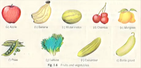 Food: Where Does It Come From?