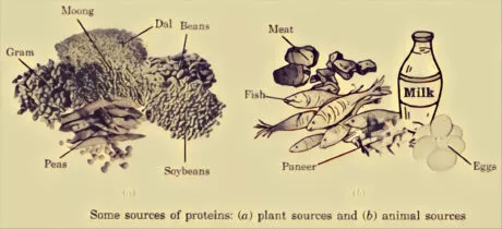 plant sources and animal sources of proteins