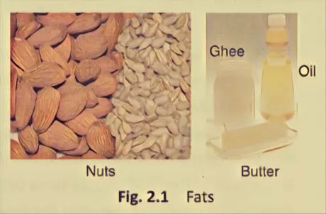fats: component of food