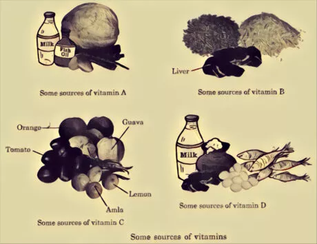 Sources of vitamins: class 6 science