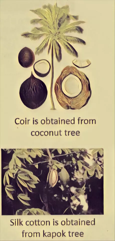 Fibre To Fabric: Coir from coconut