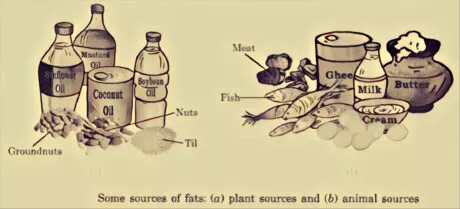 Sources of fats: Class 6 components of food