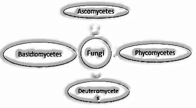 Fungi: Biological Classification