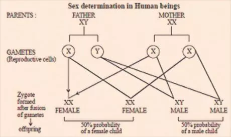 Sex Determination