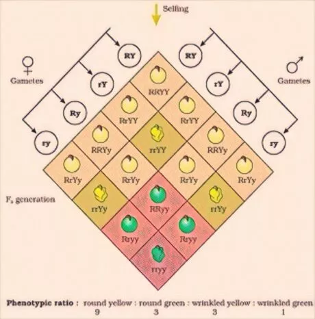 Inheritance of Two genes (Dihybrid Cross) 