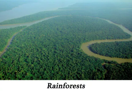 Human Environment Interactions: Rainforests
